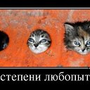 ���� Ginger, ������� - ��������� 11 ���� 2014 � ������ ������ ��������