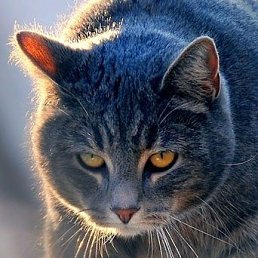 ������, �������, 41 ���