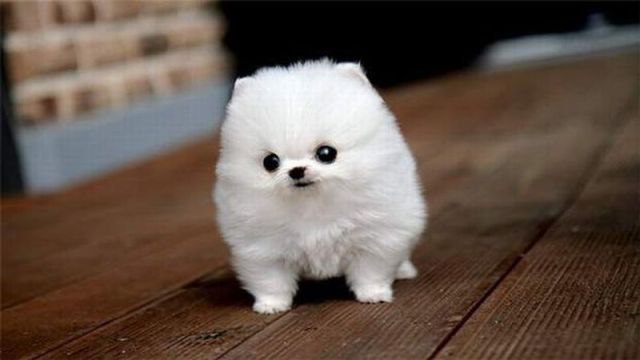 Favorite animals. - 18 ���� 2014 � 20:16