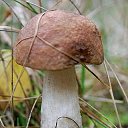 ���� �����, �����, 64 ���� - ��������� 6 ��� 2014 � ������ ������������ ������