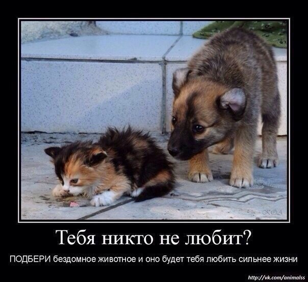 .•°Dogs Forever°•. - 30 июля 2014 в 19:20