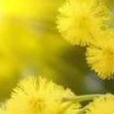  Lusi, , 44  -  27  2014    