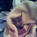 ���� Dzknauf, ������, 37 ��� - ��������� 10 ������� 2014 � ������ ��������