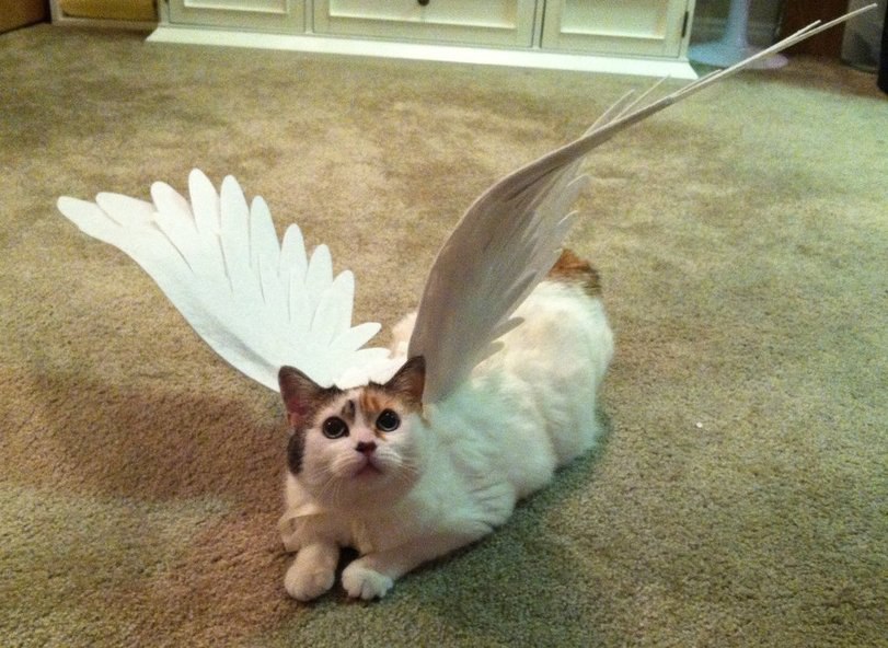 Cat angel