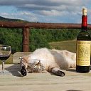 ���� Lisha, ������������, 38 ��� - ��������� 13 ������ 2014 � ������ ������ ��������