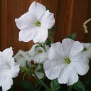 ���� �������, ��������� - ��������� 12 ������� 2014