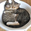 ��� �����