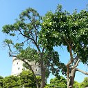 ���� �����, ����������, 65 ��� - ��������� 19 ������� 2014 � ������ ������� 9-17������� ������� 2014����