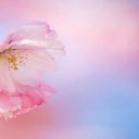  Lusi, , 44  -  27  2014    