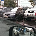 ����� ����������. �� ������� ���� ����������