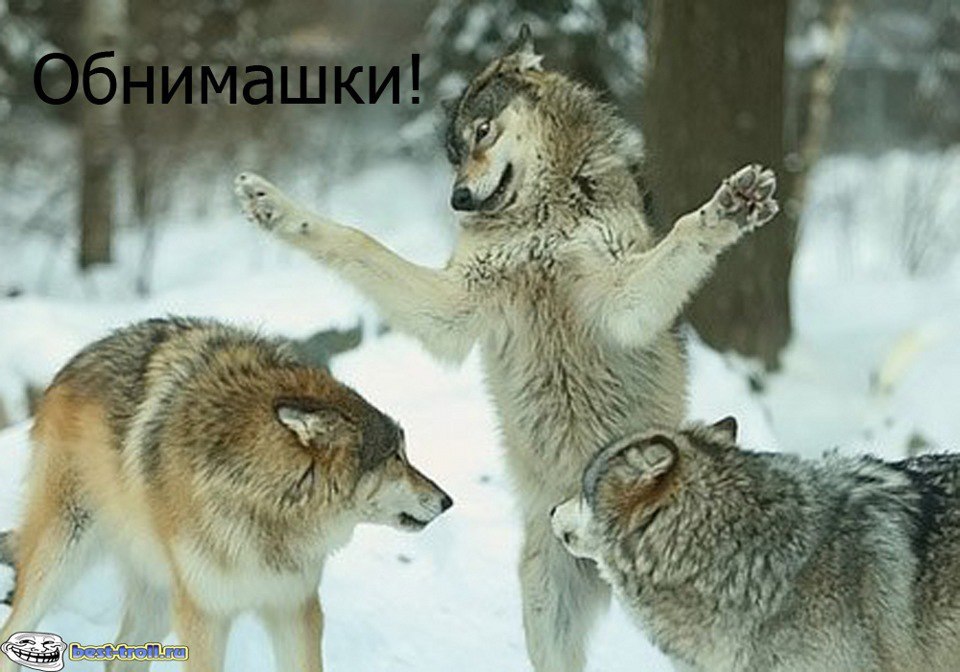 Наши любимцы :3 - 5 августа 2014 в 14:09