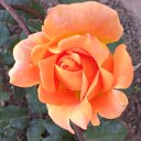 ���� �������, ������, 38 ��� - ��������� 29 ���� 2014