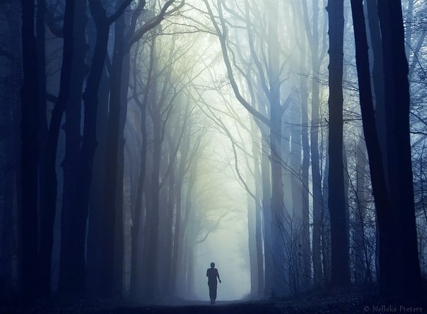 Nelleke Pieters | Forest.  2. - 3