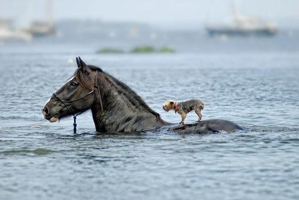 .•°Dogs Forever°•. - 1  2014  00:24