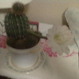 A��������, ��������, 53 ����