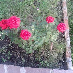 �������, ������, 44 ����