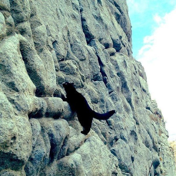 -. #animal@travel.blog - 5