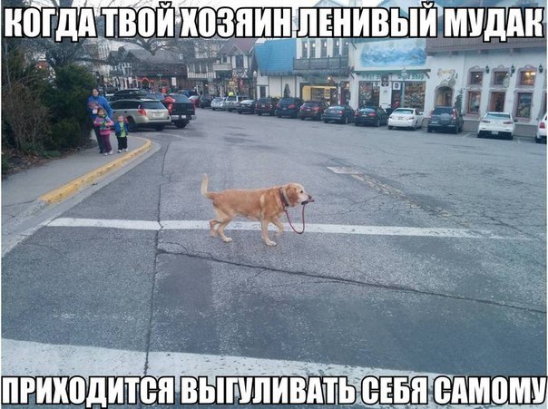 .•°Dogs Forever°•. - 4 августа 2014 в 19:23