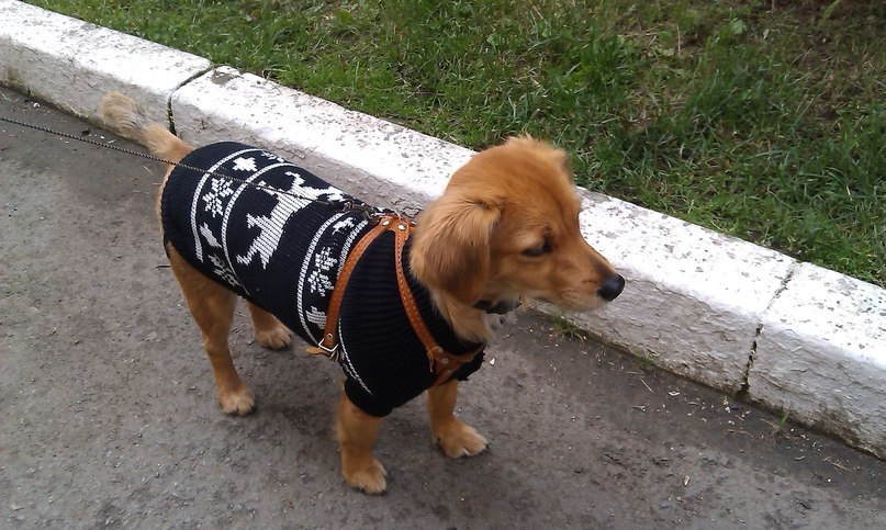.•°Dogs Forever°•. - 2  2014  19:53