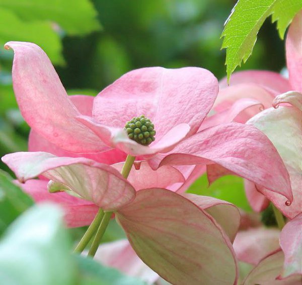 Как много в жизни хочется сказать... Как мало говорим на самом деле... Мы так боимся душу раскрывать ... - 2