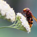  Ww, --, 75  -  14  2014   