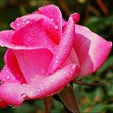  Larisa,  -  28  2014    