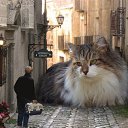 ���� �����, ���������, 40 ��� - ��������� 10 ���� 2014 � ������ ������ ��������