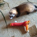 ���� �������, ��������, 69 ��� - ��������� 9 ������� 2014 � ������ ������ ��������