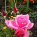 ���� ����, �����, 49 ��� - ��������� 9 ���� 2014 � ������ ���� ����������