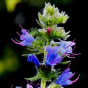  Ww, --, 75  -  15  2014   