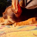 ���� Mira, ������ - ��������� 23 ����� 2014 � ������ ���� ����������