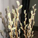 ���� �����, ���������, 60 ��� - ��������� 12 ������ 2014 � ������ ������ ��������