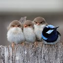 ���� Tuncay, �������, 55 ��� - ��������� 22 ���� 2014 � ������ ���� ������� ����