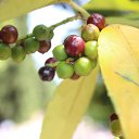 ���� ������, �����������, 42 ���� - ��������� 26 ���� 2014 � ������ ��������