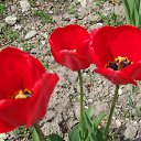 ���� Musho, ������, 45 ��� - ��������� 18 ������ 2014