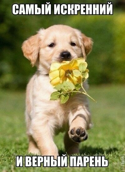 .•°Dogs Forever°•. - 31  2014  13:49