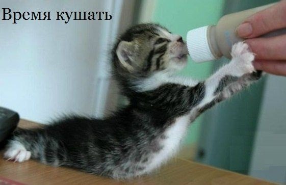 Наши любимцы :3 - 5 августа 2014 в 14:10