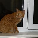 ���� Denis, ������, 37 ��� - ��������� 29 ��� 2014