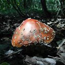 ���� �����, �������, 61 ��� - ��������� 29 ����� 2014 � ������ ������ ��������