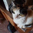 ���� Hell Girl, ���������, 31 ��� - ��������� 30 ������� 2014 � ������ ��������� ���