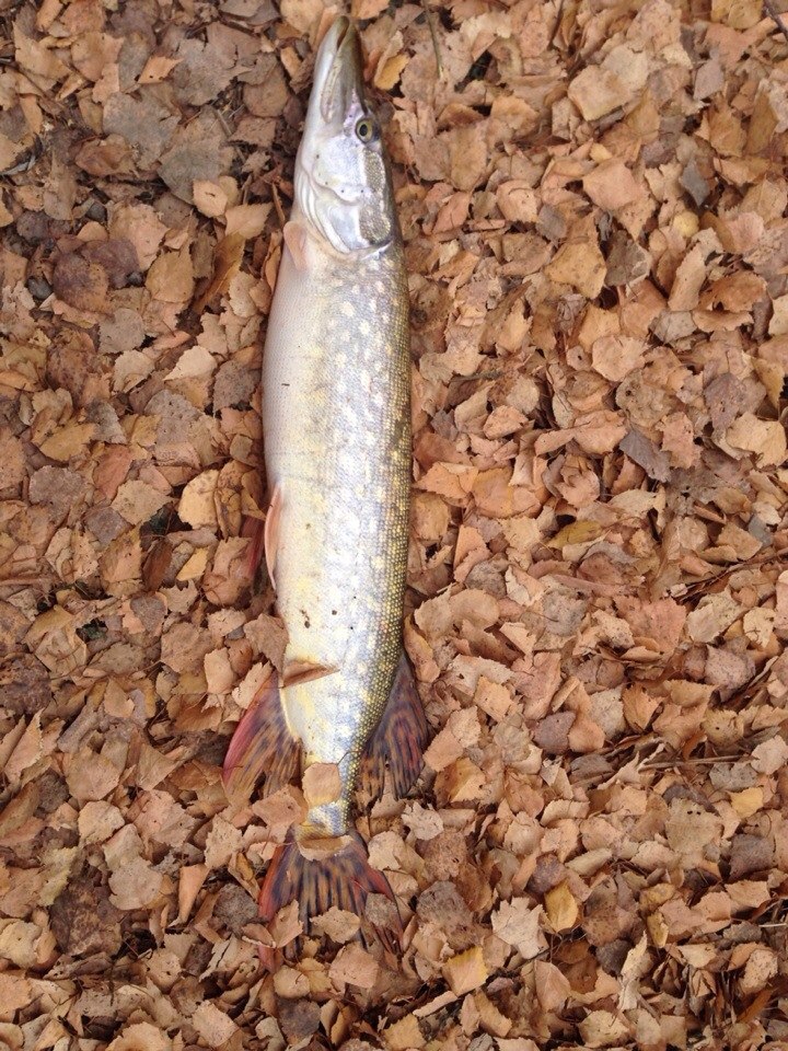 ����� ������� - 22 ������ 2014 � 11:37 - 3