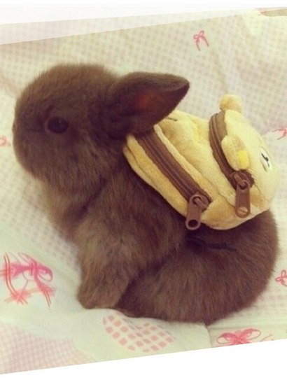 Look at this bunny wearing a backpack .. I hope he has tiny carrots inside of it.. . . . . . . . . . ... - 4
