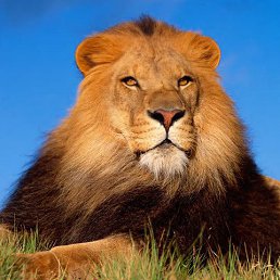 ˸�� ������, �����������, 57 ���