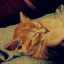 ���� Disa King, �������� - ��������� 23 ������ 2014 � ������ ������ ��������