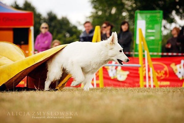  (. agility  , , )       , ... - 5