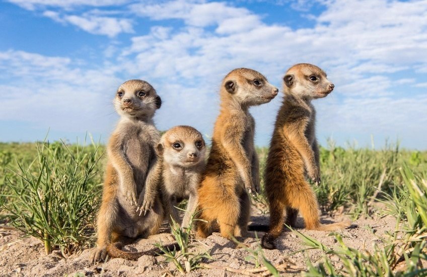   : -.#animal@travel.blog