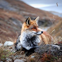 �������, ���������, 68 ���