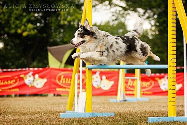  (. agility  , , )       , ... - 4