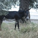 ���� Isabelle, ��������� - ��������� 22 ������ 2014 � ������ �Greece�