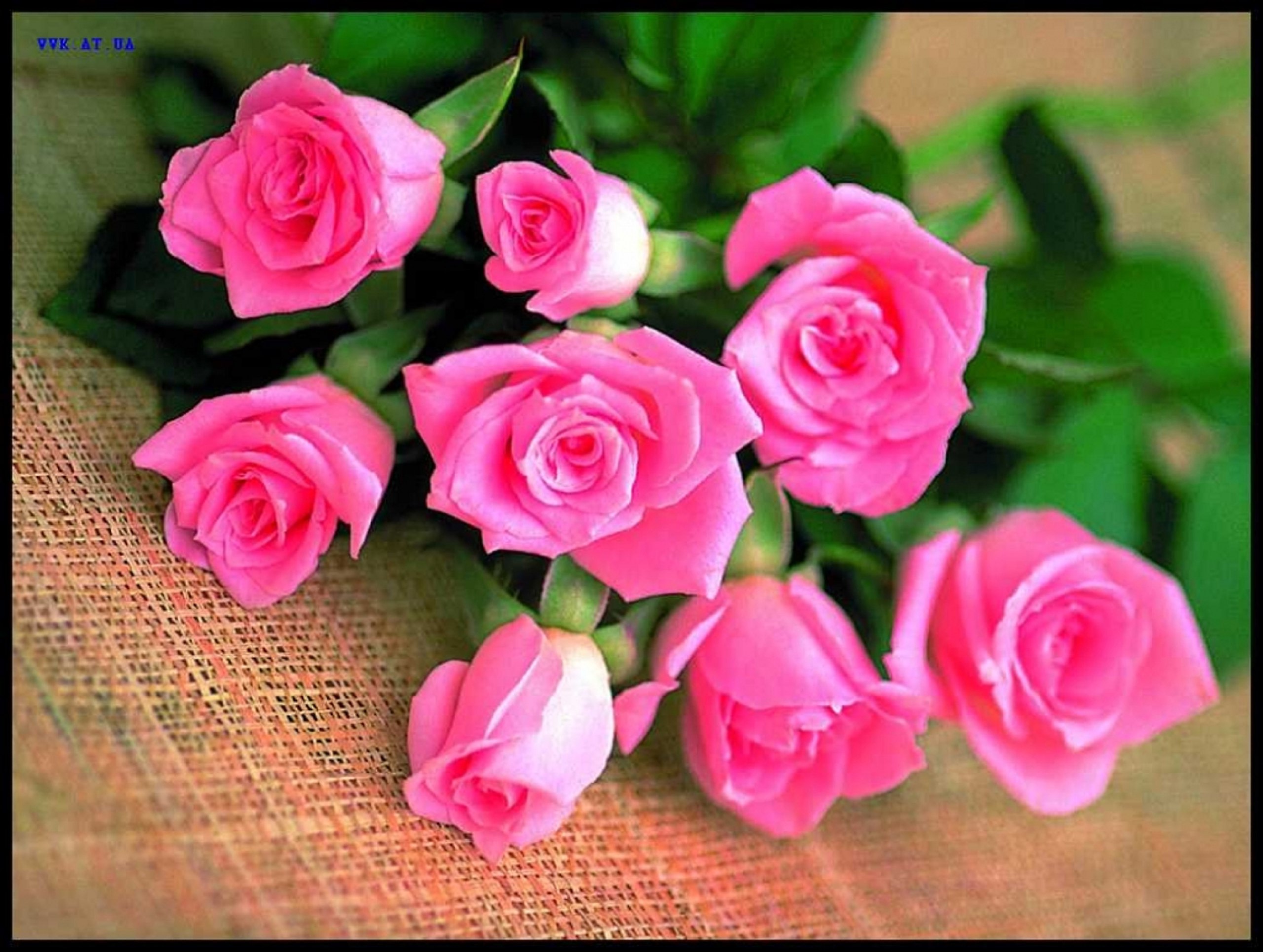 Открытка с днем розовой. Розовые розы. Открытки с розами. Открытки с цветами красивые. Открытки с розами красивые.